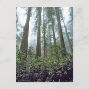 USA, Kalifornien, Redwood NP. Nebel filtert das Postkarte