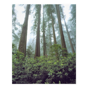 USA, Kalifornien, Redwood NP. Nebel filtert die Fotodruck