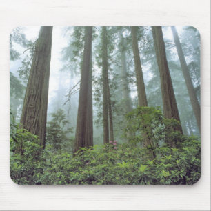 USA, Kalifornien, Redwood NP. Nebelfilter Mousepad