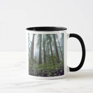 USA, Kalifornien, Redwood NP. Nebelfilter Tasse