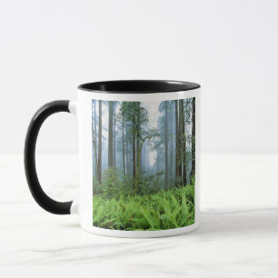 USA, Kalifornien, Redwood NP. Redwood-Bäume Tasse