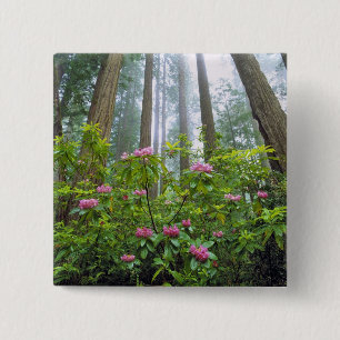 USA, Kalifornien, Redwood NP. Rhododendron Button