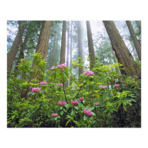 USA, Kalifornien, Redwood NP. Rhododendron Fotodruck