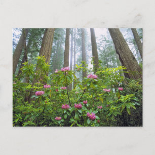 USA, Kalifornien, Redwood NP. Rhododendron Postkarte