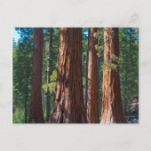 USA, Kalifornien. Redwood Tree Trunks, Mariposa Postkarte (Vorderseite)