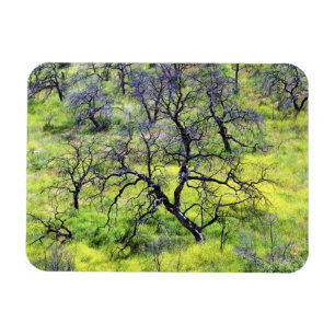 USA, Kalifornien, San Diego. Ein verbrannter Eiche Magnet