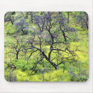 USA, Kalifornien, San Diego. Ein verbrannter Eiche Mousepad