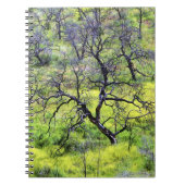 USA, Kalifornien, San Diego. Ein verbrannter Eiche Notizblock (Vorderseite)