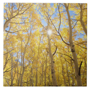 USA, Kalifornien, Sierra Nevada-Gebirge. Herbst Fliese