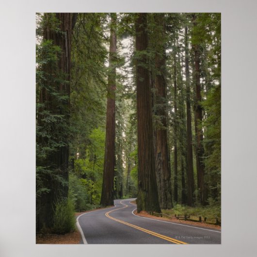 USA, Kalifornien, Straße durch Redwood-Wald 2 Poster (Vorne)