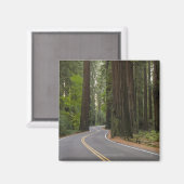 USA, Kalifornien, Straße durch Redwood-Wald Magnet (Vorderseite/Rückseite)