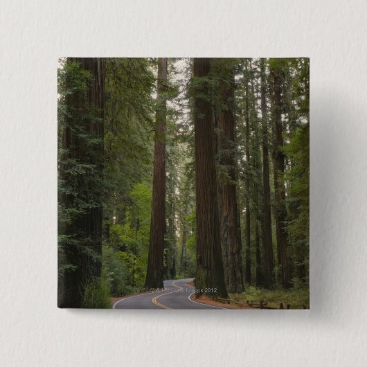 USA, Kalifornien, Straße durch Rotholzwald 2 Button (Vorderseite)