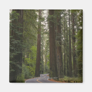 USA, Kalifornien, Straße durch Rotholzwald 2 Magnet