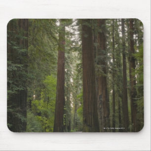 USA, Kalifornien, Straße durch Rotholzwald 2 Mousepad