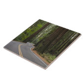 USA, Kalifornien, Straße durch Rotholzwald Fliese (Seite)