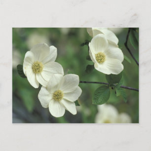 USA, Kalifornien, Yosemite NP, entlang Merced Postkarte