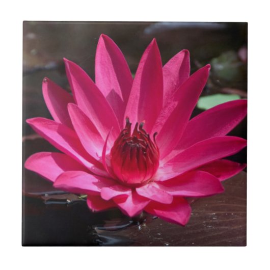 USA, Kansas, Bright Red Water Lilly Fliese (Vorderseite)