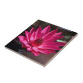 USA, Kansas, Bright Red Water Lilly Fliese (Seite)