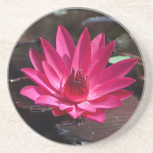 USA, Kansas, Bright Red Water Lilly Getränkeuntersetzer