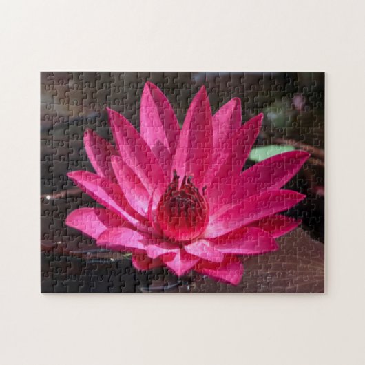 USA, Kansas, Bright Red Water Lilly Puzzle (Horizontal)