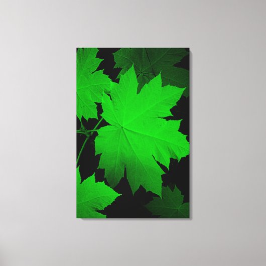 USA, Kansas, Eichenbäume im Licht Leinwanddruck (Vorderseite)