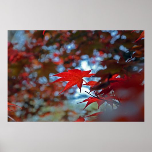 USA, Kansas. Herbstfarben Poster (Vorne)