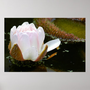 USA, Kansas, leicht rosa blühende Wasserlilie Poster