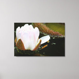 USA, Kansas, Light Pink Water Lilly Blooming Leinwanddruck