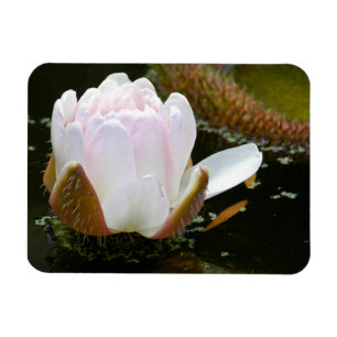 USA, Kansas, Light Pink Water Lilly Blooming Magnet