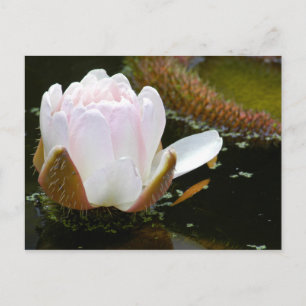 USA, Kansas, Light Pink Water Lilly Blooming Postkarte