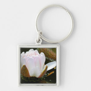 USA, Kansas, Light Pink Water Lilly blühend Schlüsselanhänger