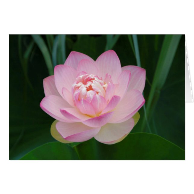 USA, Kansas, Pink Water Lilly (Vorderseite (Horizontal))
