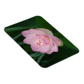 USA, Kansas, Pink Water Lilly Magnet (Rechte Seite)