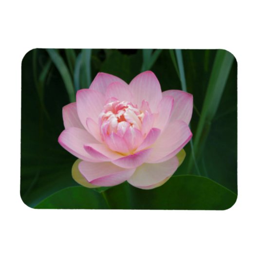 USA, Kansas, Pink Water Lilly Magnet (Horizontal)