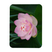 USA, Kansas, Pink Water Lilly Magnet (Vertikal)