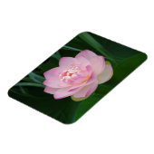 USA, Kansas, Pink Water Lilly Magnet (Linke Seite)