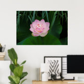 USA, Kansas, Pink Water Lilly Poster (Heimbüro)
