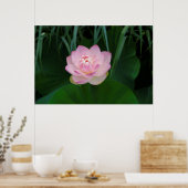USA, Kansas, Pink Water Lilly Poster (Küche)