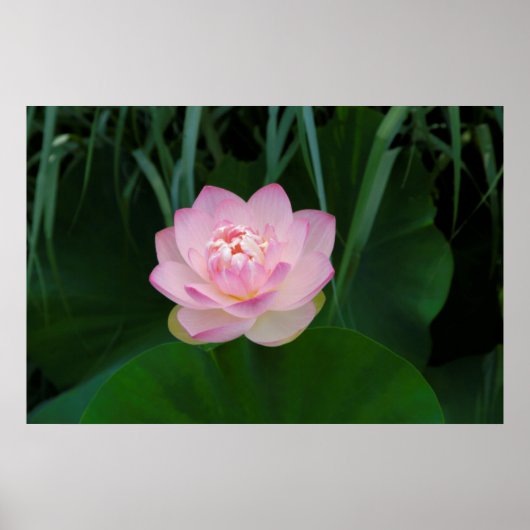 USA, Kansas, Pink Water Lilly Poster (Vorne)