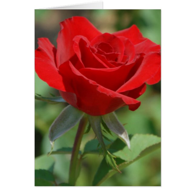 USA, Kansas, Red Rose (Vorne)