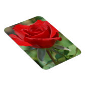 USA, Kansas, Red Rose Magnet (Rechte Seite)
