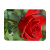 USA, Kansas, Red Rose Magnet (Horizontal)