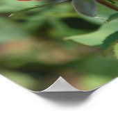 USA, Kansas, Red Rose Poster (Ecke)