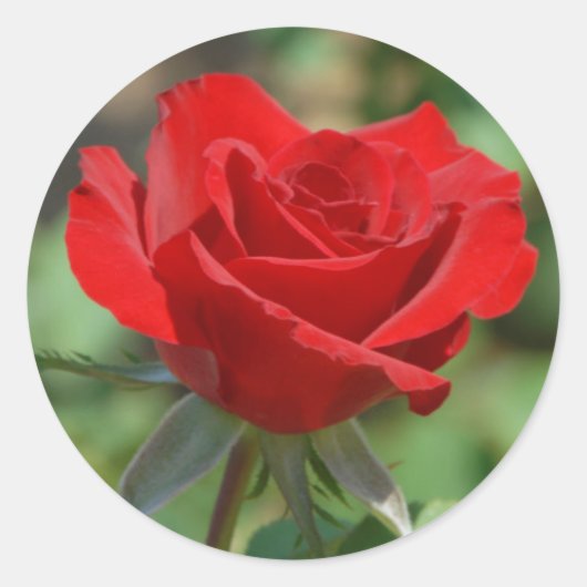 USA, Kansas, Red Rose Runder Aufkleber (Vorderseite)