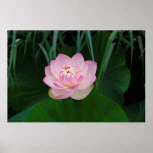 USA, Kansas, Rosa Seerose Poster