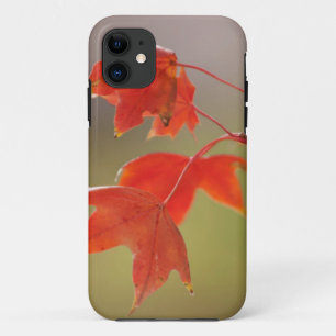 USA, Kansas, Rote Blätter im frühen Herbst Case-Mate iPhone Hülle