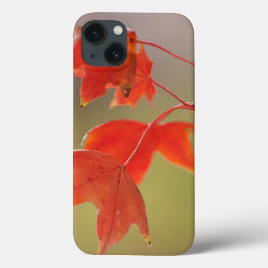 USA, Kansas, Rote Blätter im frühen Herbst Case-Mate iPhone Hülle (Rückseite)