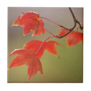 USA, Kansas, Rote Blätter im frühen Herbst Fliese