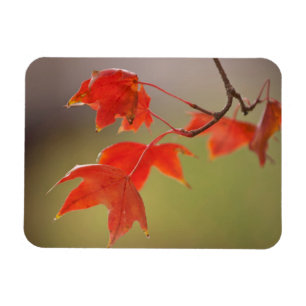 USA, Kansas, Rote Blätter im frühen Herbst Magnet