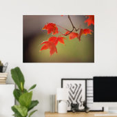 USA, Kansas, Rote Blätter im frühen Herbst Poster (Heimbüro)